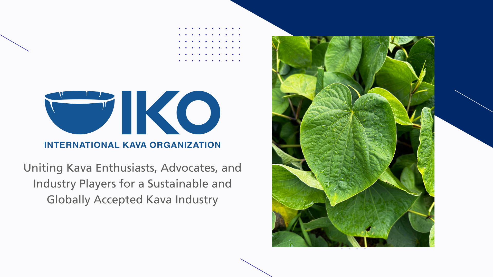 The International Kava Organization (IKO) Announces it's presence on the world stage.